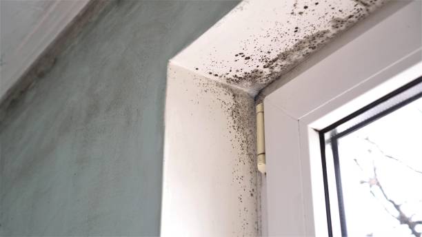 Best Black Mold Removal  in Wyoming, PA